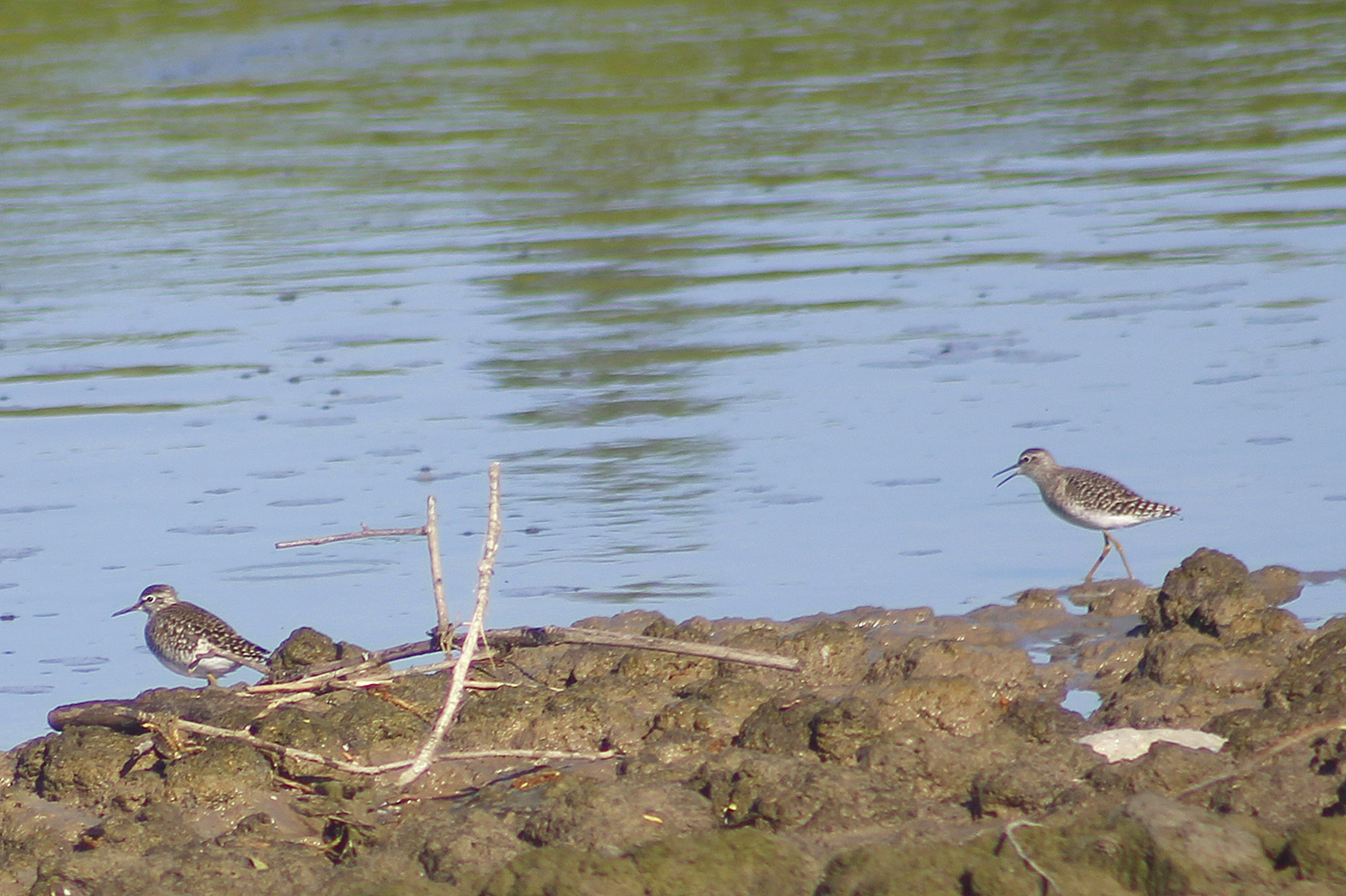 Wood Sandpiper